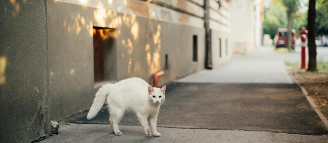 Ailurophobie : tout savoir sur la peur panique des chats