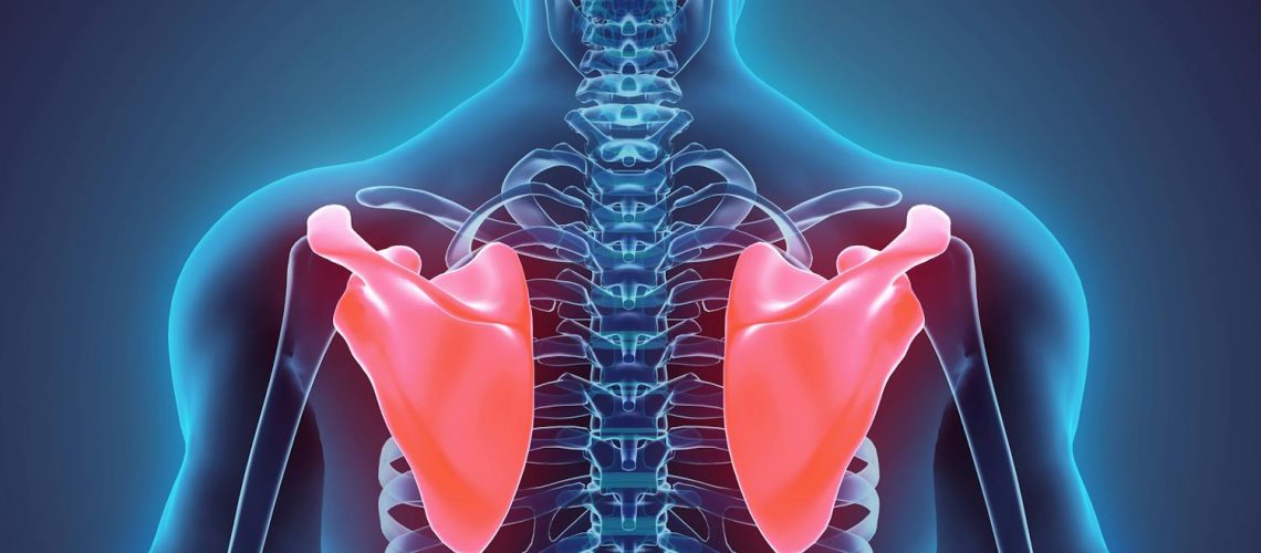 Tout savoir sur les omoplates, pour mieux préserver notre dos